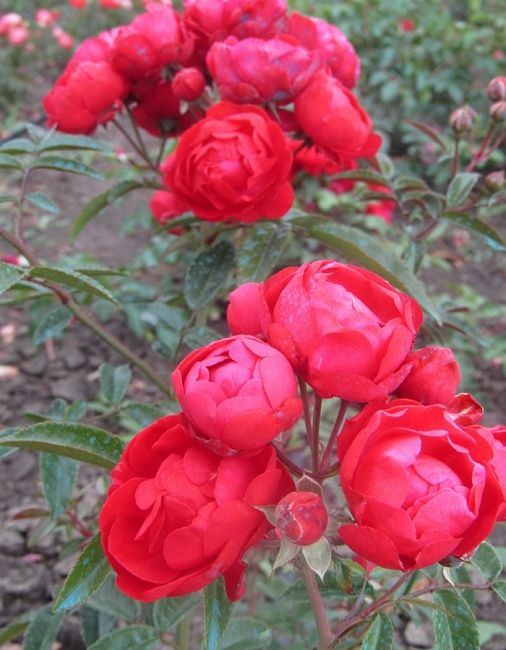 Роза почвопокровная Ред Морсдаг